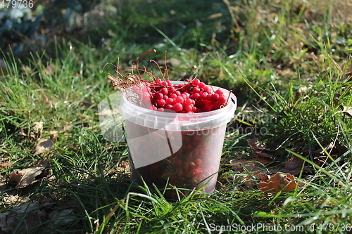 Image of red ripe schisandra in the bucket