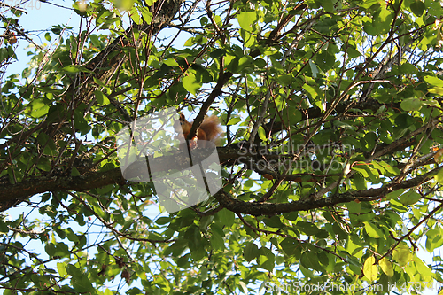 Image of squirrel on the green branch