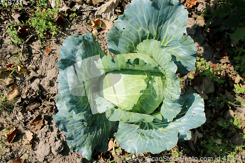 Image of head of green cabbage