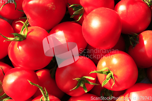 Image of rich yield of red tomatoes 