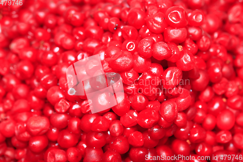 Image of harvest of red schizandra