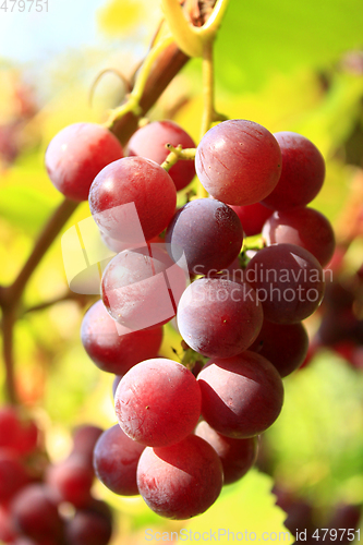 Image of cluster of ripe grapes