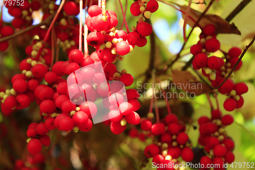 Image of branch of red ripe schisandra 