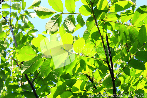 Image of branch of walnut tree