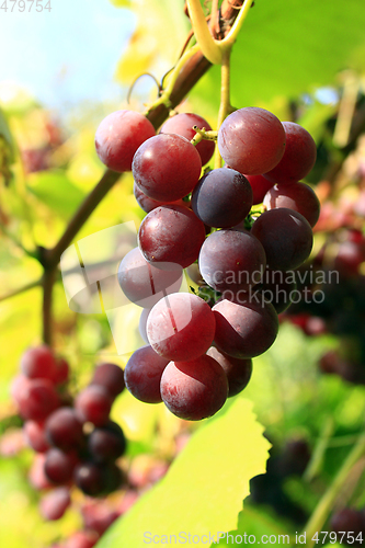 Image of cluster of ripe grapes