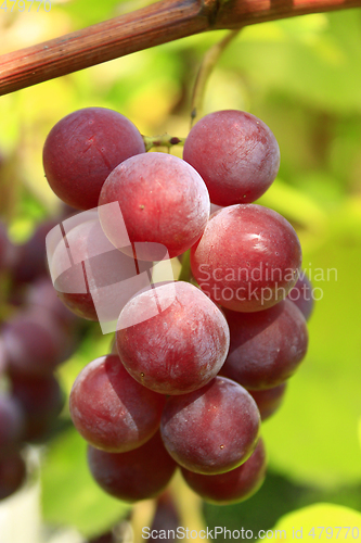 Image of big cluster of blue grapes