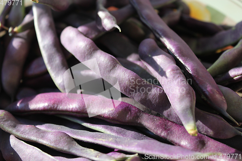 Image of lilac pods of haricot