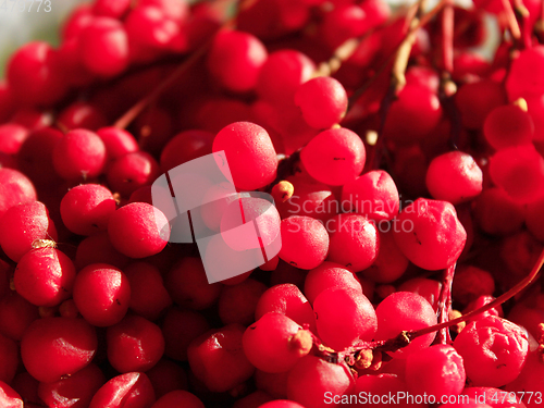 Image of red ripe schisandra 