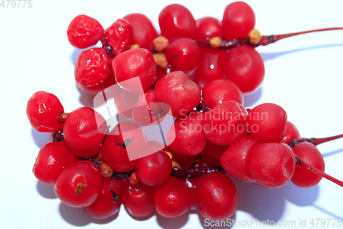 Image of branch of red ripe schisandra isolated