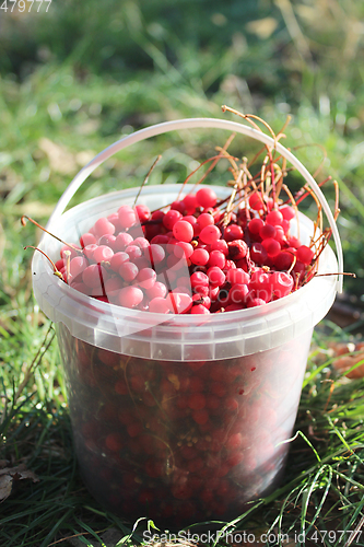 Image of red ripe schisandra in the bucket