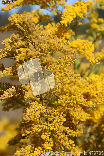 Image of Goldenrod yellow meadow flowers