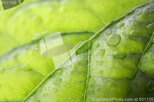 Image of Droplets on a leaf