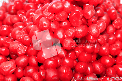 Image of harvest of red schizandra