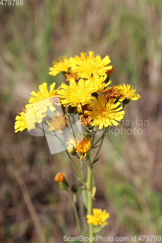 Image of Crepis yellow flowers
