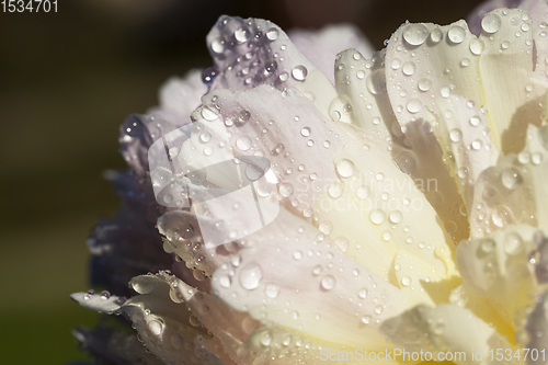 Image of beautiful white peony