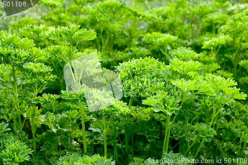 Image of Parsley (Petroselinum crispum)
