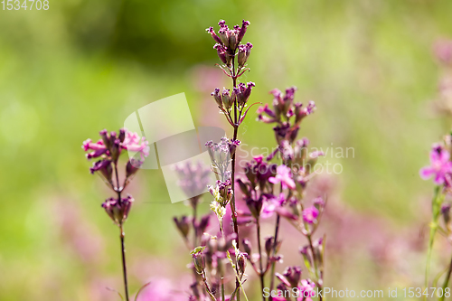 Image of small red wild flowers