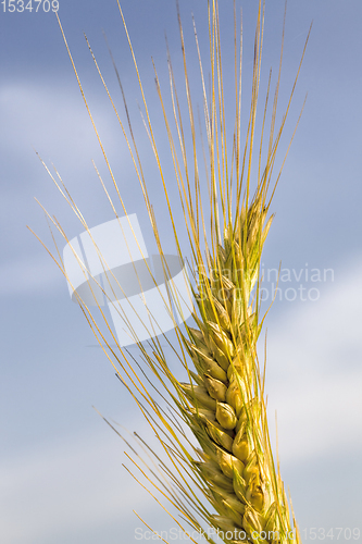 Image of agricultural field with yellowed wheat