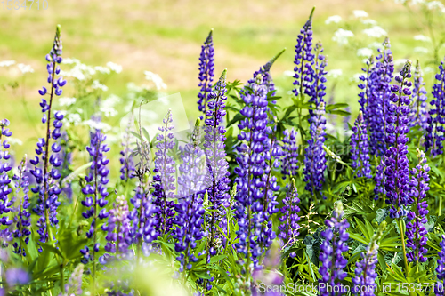 Image of blue lupine