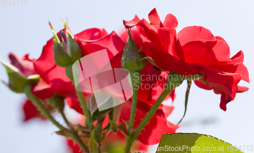 Image of red Bush roses