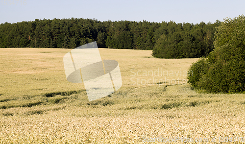 Image of summer agricultural field