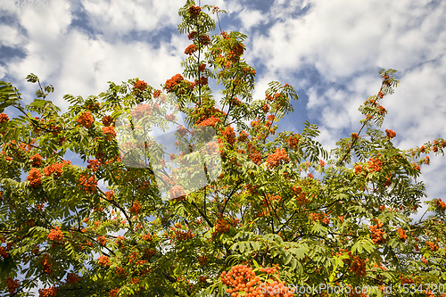 Image of red Rowan berries