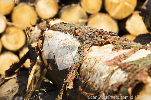 Image of wood cut down