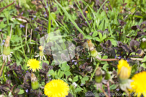 Image of beautiful yellow dandelions