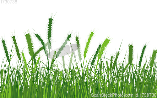 Image of Wheat Meadow Grass