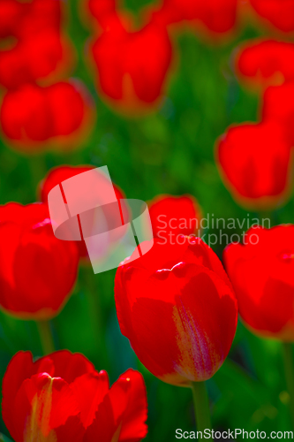 Image of colorful tulips field