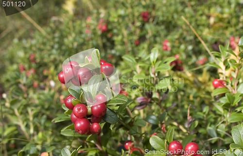 Image of Lingonberries, lat. Vaccinium vitis idaea