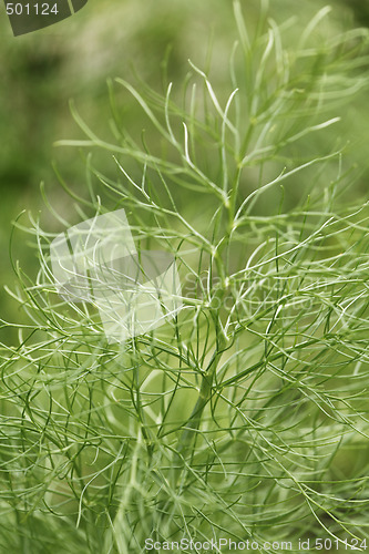 Image of Fennel