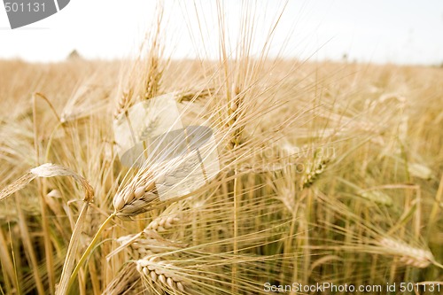 Image of Barley