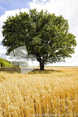 Image of one oak tree