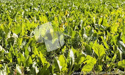 Image of beetroot in autumn