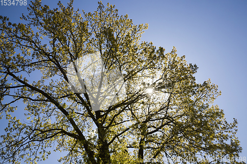 Image of kinds of trees