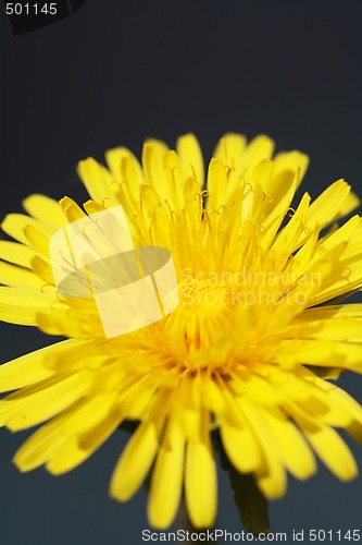 Image of Common Dandelion