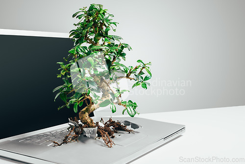 Image of Eco friendly, bonsai tree growing out from a laptop and against a grey background. Technology environment or leaf growth, sustainable connection and plant grow on pc against a studio backdrop