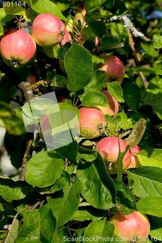 Image of Appletree