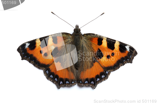 Image of Small Tortoiseshell butterfly