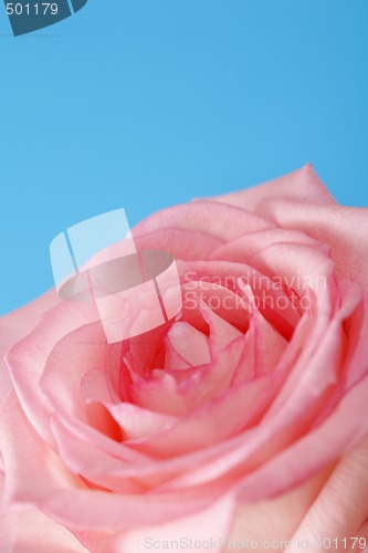 Image of Pink rose