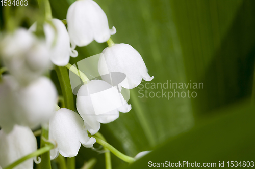 Image of Lily of the valley flowers