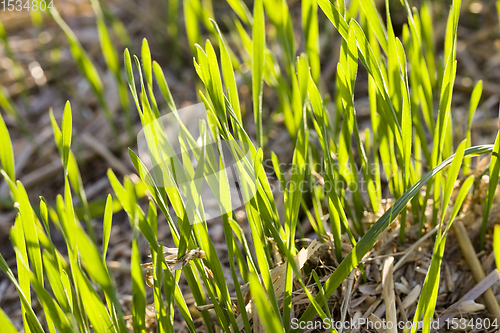 Image of the young green wheat