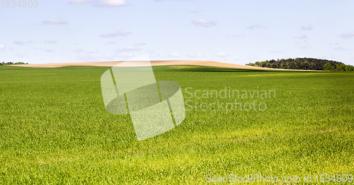 Image of a new crop of grass