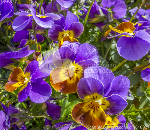 Image of pansy flowers closeup