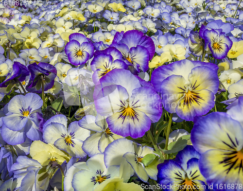 Image of pansy flowers closeup