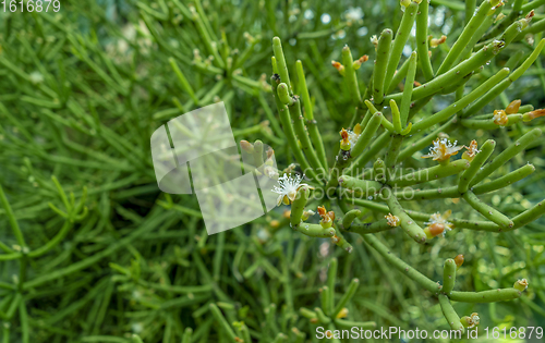 Image of green succulent leaves closeup