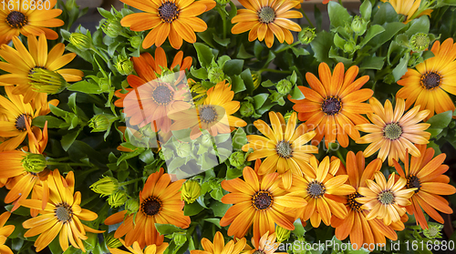 Image of chrysanthemums in sunny ambiance