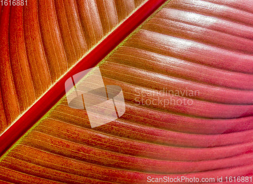 Image of red leaf closeup