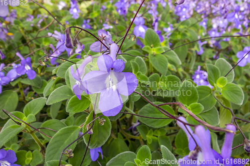 Image of flowers in sunny ambiance